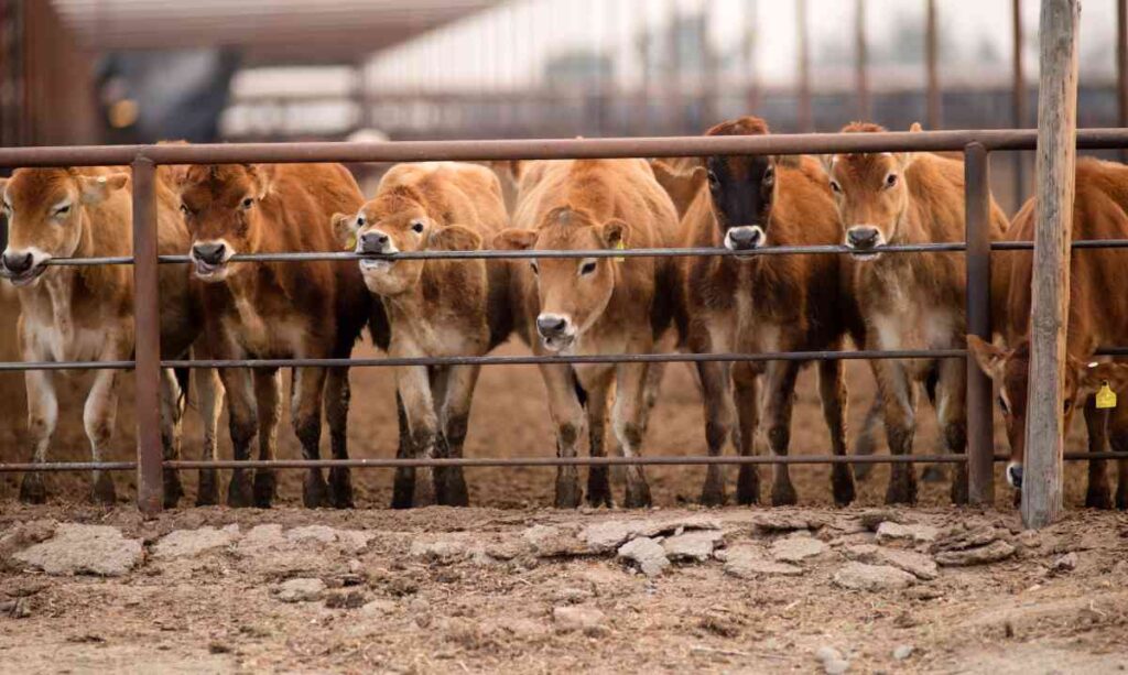 twin-falls-cattle-fencing-secure-durable-solutions-for-your-farm